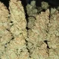 thumb of Sleepy Joe OG by WeedSeedsExpress grown by Tropicannibis_Todd