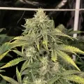 thumb of Snow White Feminized by WeedSeedsExpress grown by WSE