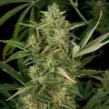 thumb of Snow White Feminized by WeedSeedsExpress grown by WSE