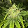 thumb of Somango XXL by WeedSeedsExpress grown by Silky_smooth