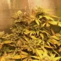 thumb of Somango XXL by WeedSeedsExpress grown by Silky_smooth