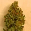 thumb of Somango XXL by WeedSeedsExpress grown by Silky_smooth