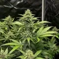 thumb of Sour Diesel Autoflower by WeedSeedsExpress grown by WSE