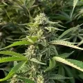 thumb of Sour Diesel Autoflower by WeedSeedsExpress grown by WSE