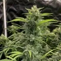 thumb of Sour Diesel Feminized by WeedSeedsExpress grown by WSE