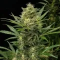 thumb of Stardawg Feminized by WeedSeedsExpress grown by WSE