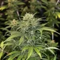 thumb of Stardawg Feminized by WeedSeedsExpress grown by WSE