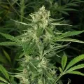thumb of Strawberry Cough Feminized by WeedSeedsExpress grown by WSE