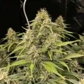 thumb of Strawberry Kush Feminized by WeedSeedsExpress grown by WSE