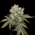 thumb of Sunset Sherbet by WeedSeedsExpress grown by Stoneys_Raw_Herb