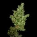 thumb of Sunset Sherbet by WeedSeedsExpress grown by Stoneys_Raw_Herb