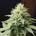 thumb of Sunset Sherbet by WeedSeedsExpress grown by Theia