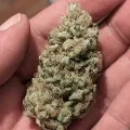 thumb of Sunset Sherbet by WeedSeedsExpress grown by Theia