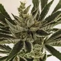 thumb of Sunset Sherbet by WeedSeedsExpress grown by Theia