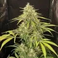thumb of Super Lemon Haze Feminized by WeedSeedsExpress grown by WSE