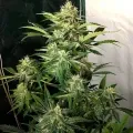 thumb of Super Silver Haze Feminized by WeedSeedsExpress grown by WSE