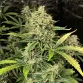 thumb of Swiss Cheese Feminized by WeedSeedsExpress grown by WSE