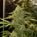 thumb of Swiss Cheese Feminized by WeedSeedsExpress grown by WSE
