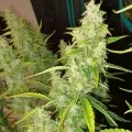 thumb of Tangerine Dream Auto by WeedSeedsExpress grown by Roberts