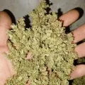 thumb of Tangerine Dream Auto by WeedSeedsExpress grown by Roberts