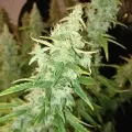 thumb of Tangerine Dream Auto by WeedSeedsExpress grown by Roberts
