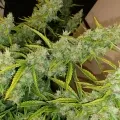 thumb of Tangerine Dream Auto by WeedSeedsExpress grown by Roberts