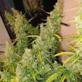 thumb of Tangerine Dream Auto by WeedSeedsExpress grown by Roberts