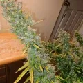 thumb of Tangerine Dream Auto by WeedSeedsExpress grown by Roberts
