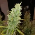 thumb of Tangerine Dream Auto by WeedSeedsExpress grown by Roberts