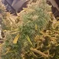thumb of Tangerine Dream Auto by WeedSeedsExpress grown by Roberts