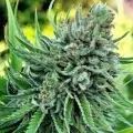 thumb of Trainwreck by WeedSeedsExpress grown by InTheShed