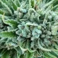 thumb of Trainwreck by WeedSeedsExpress grown by InTheShed