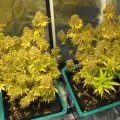 thumb of Triangle Kush by WeedSeedsExpress grown by spyder