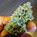 thumb of Triangle Kush by WeedSeedsExpress grown by spyder