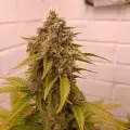 thumb of Wedding Cake Auto by WeedSeedsExpress grown by AsNoriu
