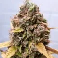 thumb of Wedding Cake Auto by WeedSeedsExpress grown by AsNoriu