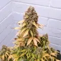 thumb of Wedding Cake Auto by WeedSeedsExpress grown by AsNoriu