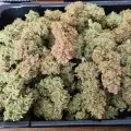 thumb of Wedding Cake Auto by WeedSeedsExpress grown by AsNoriu