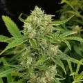thumb of White Rhino Feminized by WeedSeedsExpress grown by WSE