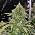 thumb of White Rhino Feminized by WeedSeedsExpress grown by WSE
