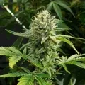 thumb of White Russian Feminized by WeedSeedsExpress grown by WSE