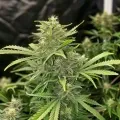 thumb of White Russian Feminized by WeedSeedsExpress grown by WSE