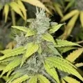 thumb of White Widow Auto by WeedSeedsExpress grown by Cannabeast40