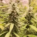 thumb of White Widow Auto by WeedSeedsExpress grown by Cannabeast40