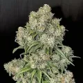 thumb of White Widow Feminized by WeedSeedsExpress grown by WSE