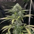 thumb of White Widow Feminized by WeedSeedsExpress grown by WSE