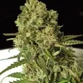 thumb of White Widow X Northern Lights Feminized by WeedSeedsExpress grown by WSE