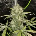 thumb of White Widow X Northern Lights Feminized by WeedSeedsExpress grown by WSE