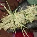 thumb of White Widow X Northern Lights Feminized by WeedSeedsExpress grown by BudBrewerz