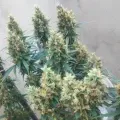 thumb of White Widow X Northern Lights Feminized by WeedSeedsExpress grown by BudBrewerz
